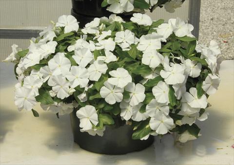 photo of flower to be used as: Pot and bedding Catharanthus roseus - Vinca Boa White