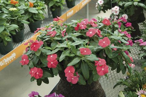photo of flower to be used as: Pot, bedding, patio, basket Catharanthus roseus - Vinca Cora Cascade Cherry