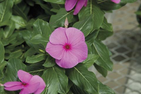 photo of flower to be used as: Pot and bedding Catharanthus roseus - Vinca Cora Cascade Lilac