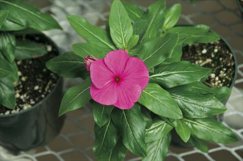 photo of flower to be used as: Pot and bedding Catharanthus roseus - Vinca Cora Cascade Magenta