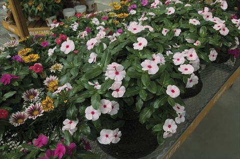 photo of flower to be used as: Pot, bedding, patio, basket Catharanthus roseus - Vinca Cora Cascade Peach Blush
