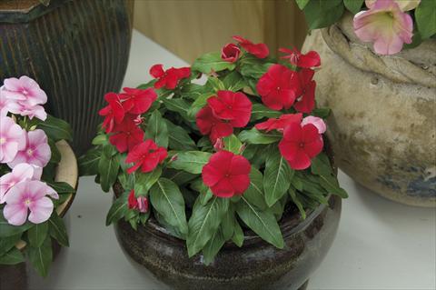 photo of flower to be used as: Pot and bedding Catharanthus roseus - Vinca Egeo F1 Deep Red