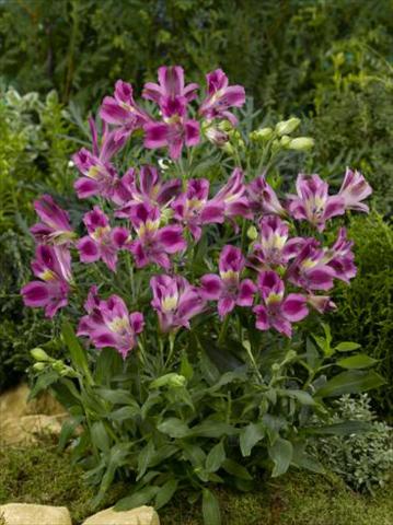 photo of flower to be used as: Pot, bedding, patio Alstroemeria Inca® Azur