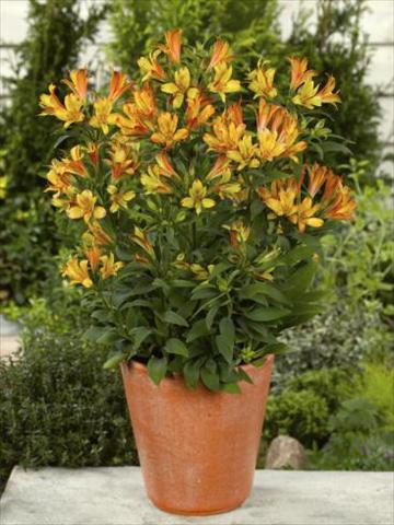 photo of flower to be used as: Pot, bedding, patio Alstroemeria Inca® Birdy