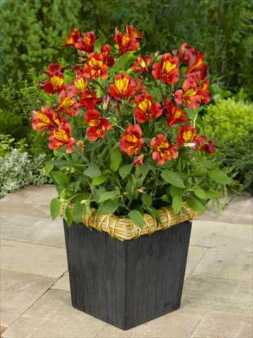 photo of flower to be used as: Pot, bedding, patio Alstroemeria Inca® Classic