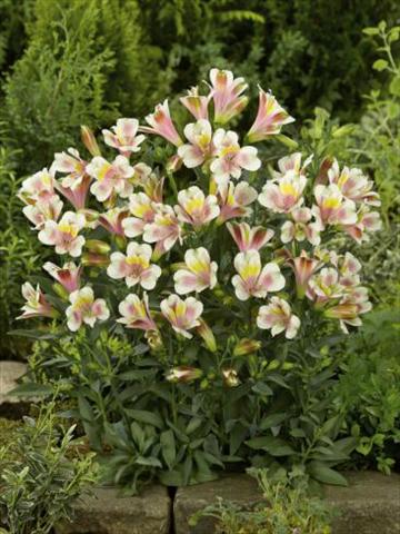 photo of flower to be used as: Pot, bedding, patio Alstroemeria Inca® Rocky