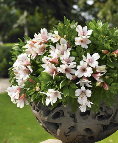 photo of flower to be used as: Pot, bedding, patio Alstroemeria Inticancha® Pink Blush