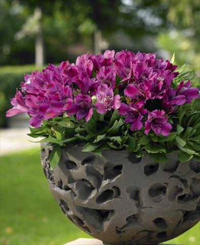 photo of flower to be used as: Pot, bedding, patio Alstroemeria Inticancha® Purple