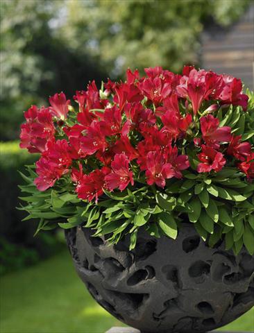 photo of flower to be used as: Pot, bedding, patio Alstroemeria Inticancha® Red