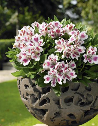 photo of flower to be used as: Pot, bedding, patio Alstroemeria Inticancha® White Pink Heart