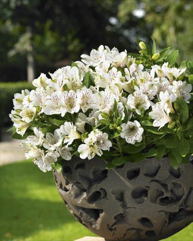 photo of flower to be used as: Pot, bedding, patio Alstroemeria Inticancha® White