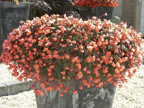 photo of flower to be used as: Bedding pot or basket Begonia hybrida Dainty Dancer Apricot