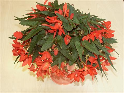 photo of flower to be used as: Bedding pot or basket Begonia hybrida Sparkler Scarlet