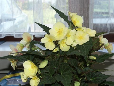 photo of flower to be used as: Bedding pot or basket Begonia hybrida Yellow Desire