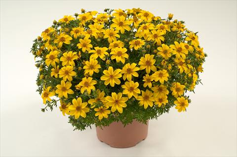 photo of flower to be used as: Pot, bedding, patio, basket Bidens ferulifolia Yellow Charm