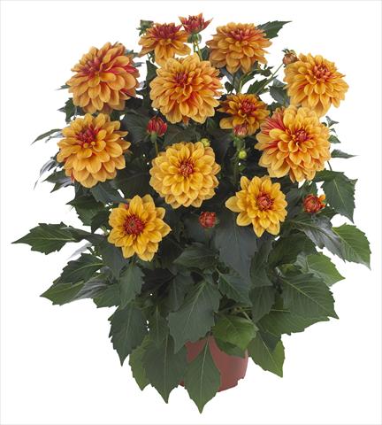 photo of flower to be used as: Pot and bedding Dahlia Hypnotica Bronze Bicolor