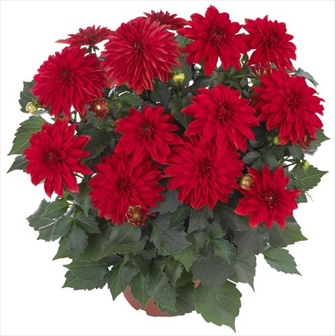 photo of flower to be used as: Pot and bedding Dahlia Hypnotica Red
