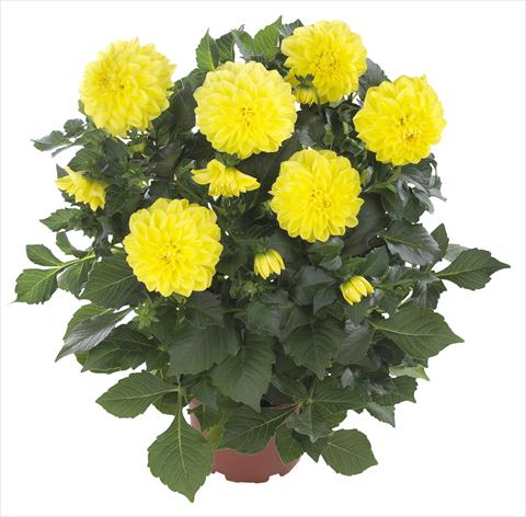 photo of flower to be used as: Pot and bedding Dahlia Hypnotica Yellow