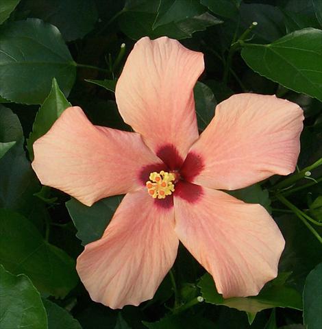 photo of flower to be used as: Pot and bedding Hibiscus rosa-sinensis Cairo Apricot