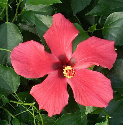 photo of flower to be used as: Pot and bedding Hibiscus rosa-sinensis Cairo Red