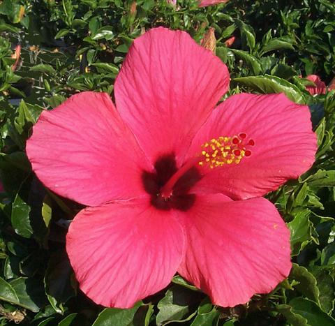 photo of flower to be used as: Pot and bedding Hibiscus rosa-sinensis Cairo Rose