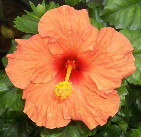 photo of flower to be used as: Pot and bedding Hibiscus rosa-sinensis Hanne
