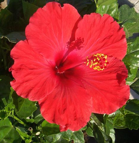 photo of flower to be used as: Pot and bedding Hibiscus rosa-sinensis Holiday Red