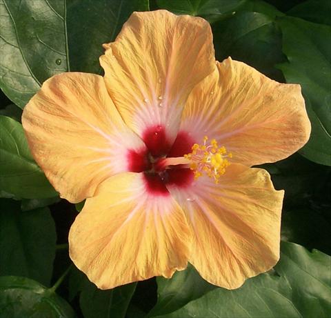 photo of flower to be used as: Pot and bedding Hibiscus rosa-sinensis Holiday Yellow