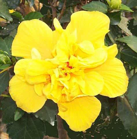 photo of flower to be used as: Pot and bedding Hibiscus rosa-sinensis Koeniger