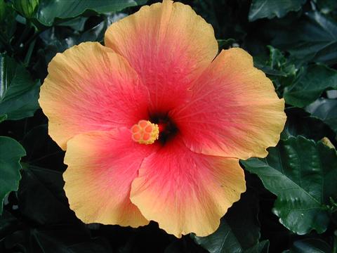 photo of flower to be used as: Pot and bedding Hibiscus rosa-sinensis Krista