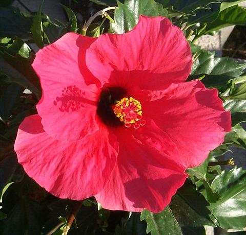 photo of flower to be used as: Pot and bedding Hibiscus rosa-sinensis Rosaly