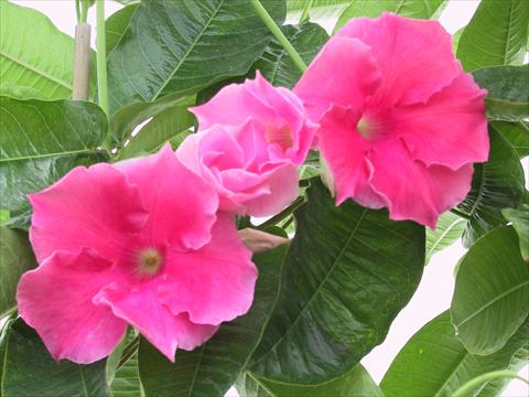 photo of flower to be used as: Patio, pot Dipladenia (Mandevilla) Pink Velvet