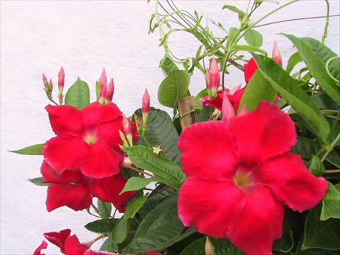 photo of flower to be used as: Patio, pot Dipladenia (Mandevilla) Red Velvet Petite
