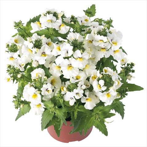 photo of flower to be used as: Pot and bedding Nemesia Angelart Amond Impr