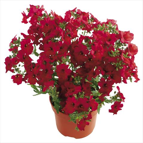 photo of flower to be used as: Pot and bedding Nemesia Angelart Cherry