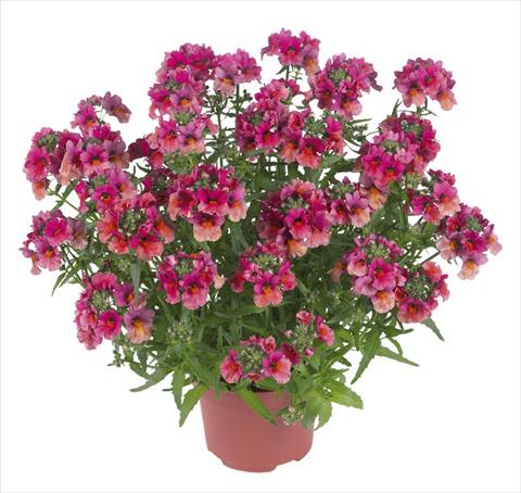 photo of flower to be used as: Pot and bedding Nemesia Angelart Fruit Peach