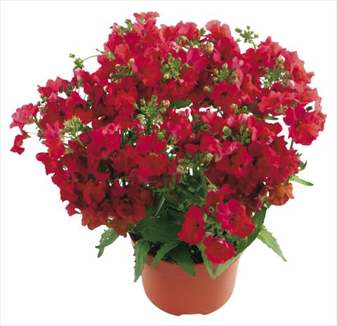 photo of flower to be used as: Pot and bedding Nemesia Angelart Melon