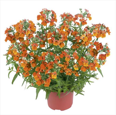 photo of flower to be used as: Pot and bedding Nemesia Angelart Orange