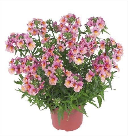 photo of flower to be used as: Pot and bedding Nemesia Angelart Peach