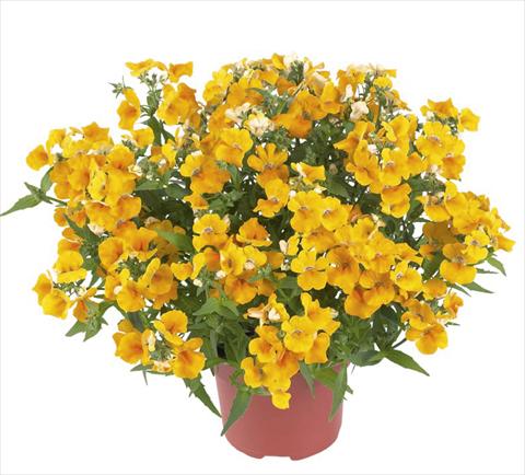 photo of flower to be used as: Pot Nemesia Angelart Pier