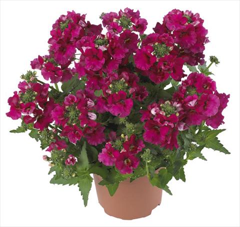 photo of flower to be used as: Pot and bedding Nemesia Angelart Raspberry