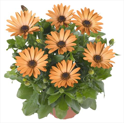 photo of flower to be used as: Pot and bedding Osteospermum Margarita Deep Bronze
