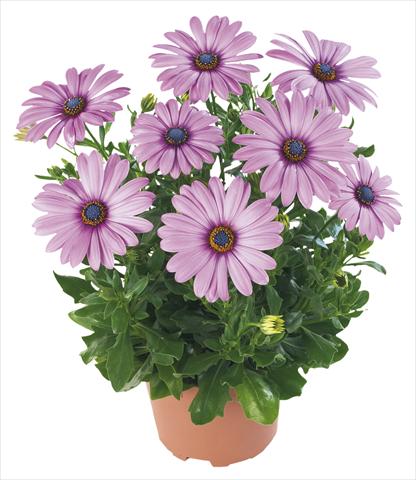 photo of flower to be used as: Pot and bedding Osteospermum Margarita Lilac