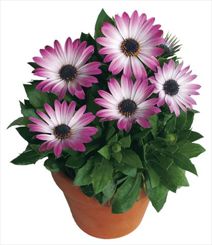 photo of flower to be used as: Pot and bedding Osteospermum Margarita Pink Bicolor