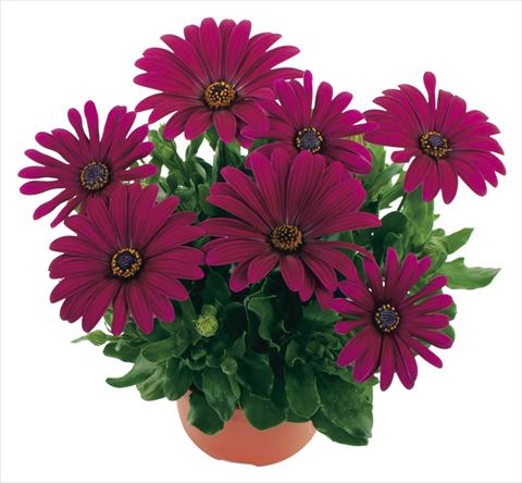 photo of flower to be used as: Basket / Pot Osteospermum Margarita Purple
