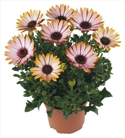 photo of flower to be used as: Pot and bedding Osteospermum Margarita Sunset