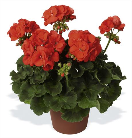 photo of flower to be used as: Pot, bedding, patio Pelargonium zonale pac® Morning Sun