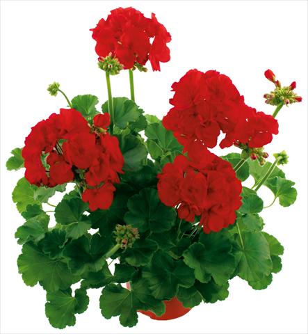 photo of flower to be used as: Bedding pot or basket Pelargonium zonale Summer Idols® Dark Red