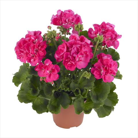 photo of flower to be used as: Pot, bedding, patio Pelargonium zonale Summer Idols® Hot Pink