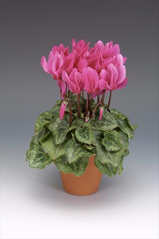 photo of flower to be used as: Pot, bedding, patio Cyclamen persicum midi Intermezzo Dark Fuchsia
